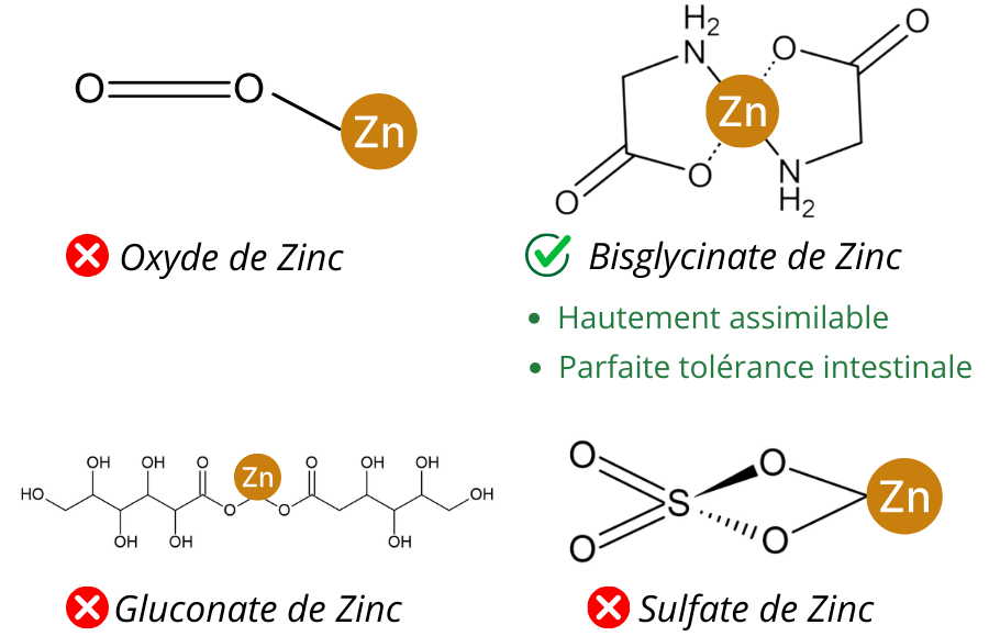 Les différentes formes de zinc : quelle option choisir pour votre supplémentation